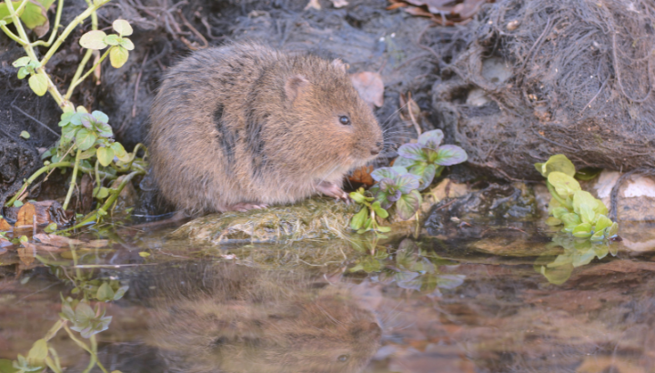 Le Campagnol amphibie : découverte d’un rongeur discret pour l’ABC des Sorgues du Comtat